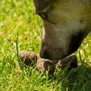 💩🐶NWT💩❌Solid Gold 💩🐶❌Stop eating POoP❌